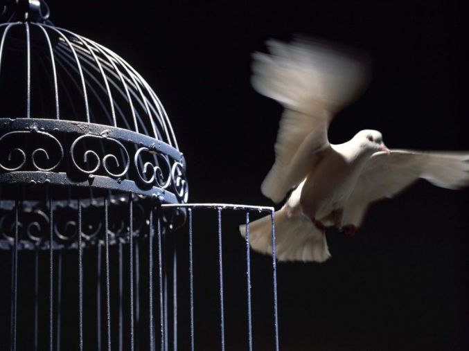 free_bird_fly_dove_cage_open_freedom-oaXu